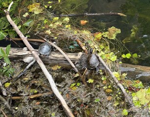 Come and tell us your dull and unexciting news 34: Calmly through the day