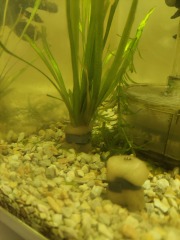 Rescue fish...advice needed!