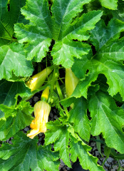 The Vegetable Patch 2024/2025