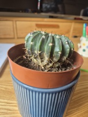 Cactus experts assemble, please