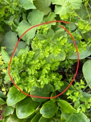 What is this please?