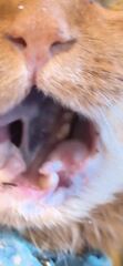 Cancer, abscess or infection? *Pic warning*
