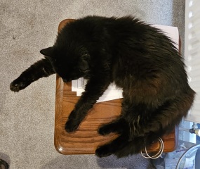 How do your longhairs do in the heat?