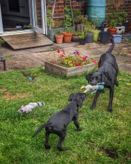 Adolescent Dog Survival Thread - welcome to the teenage wasteland