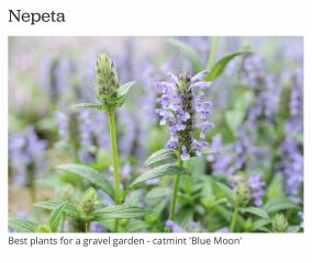 Totally clueless serial plant killer trying to plan a front garden