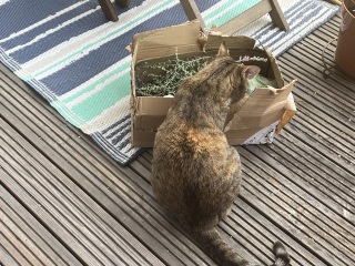 The One after the One where the Excellent Cats posed for a calendar