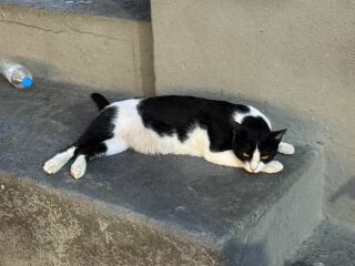 The One after the One where the Excellent Cats posed for a calendar