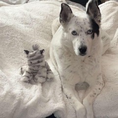 What do you think you got right about dog choices?