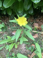 Plant id please