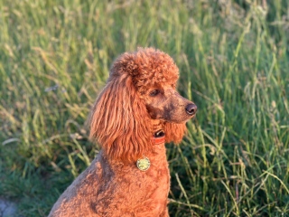 Poodle or doodle? (Lighthearted game)