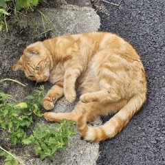 The One after the One where the Excellent Cats posed for a calendar