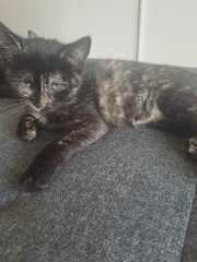 Sneezy Kitten