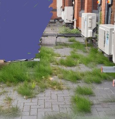 Weeds Have Rights Too !