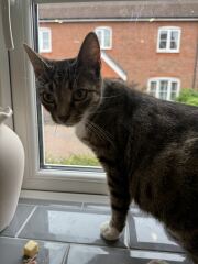 Advice on taking in a very pregnant cat