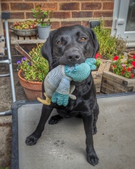 Adolescent Dog Survival Thread - welcome to the teenage wasteland