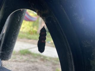 What Caterpillar is this