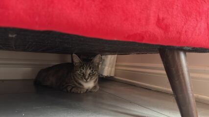 Advice on taking in a very pregnant cat