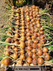 What have you done in the garden today? Part 7