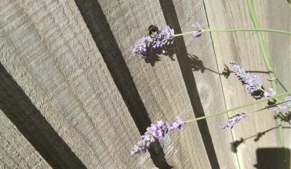 Weeds Have Rights Too !