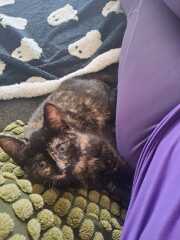 Sneezy Kitten