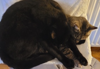 Can I just show you my two foster fails...