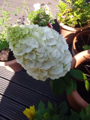 Plant ID please? Some type of glorious hydrangea? (pics)