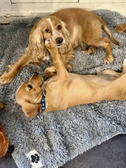 Adolescent Dog Survival Thread - welcome to the teenage wasteland