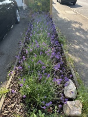 Help with lavender hedge pruning