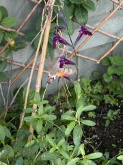 Hummingbird Hawk Moth