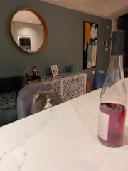 Pampered, Persian, Princess Penelope