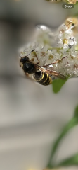 Are these a type of wasp?