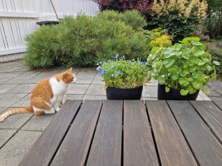 The One after the One where the Excellent Cats posed for a calendar