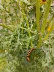 Weeds Have Rights Too !