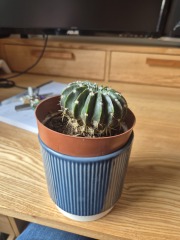 Cactus experts assemble, please
