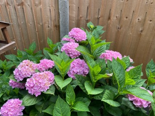 Hydrangea advice please