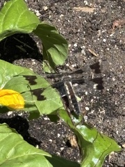 Come and tell us your dull and unexciting news 34: Calmly through the day