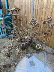 Hydrangea advice please
