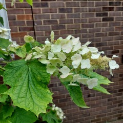 Annoying bright pink hydrangea