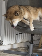 AIBU to shut the stupid dog in the study