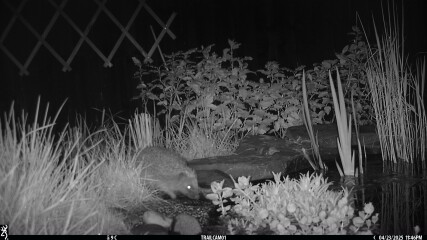Young hedgehog in my garden!