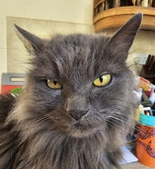 Thread 27 Starmer: He's a very clever cat