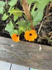 Year round Nigel Slater discussion thread Part 2