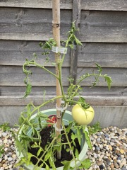 Tomato's