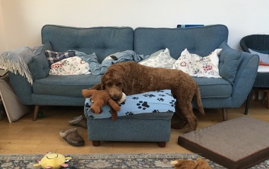 Adolescent Dog Survival Thread - welcome to the teenage wasteland