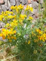 Weeds Have Rights Too !