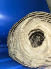 Small wasps nest under kids slide