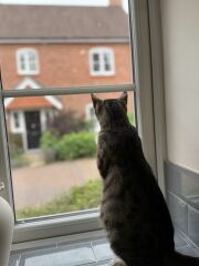 Advice on taking in a very pregnant cat