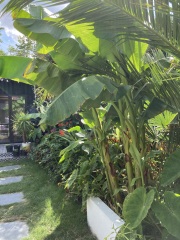 Anyone else planting a jungle/tropical garden?