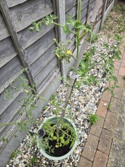 Tomato's