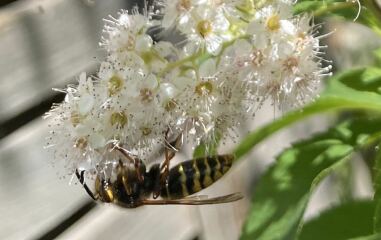 Are these a type of wasp?